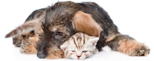 Leeftijd berekenen in maanden